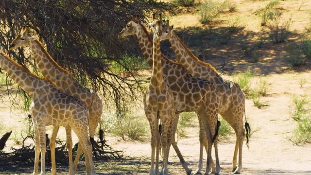 Lovely giraffes resting under a shady tree in African wilderness - medium shot