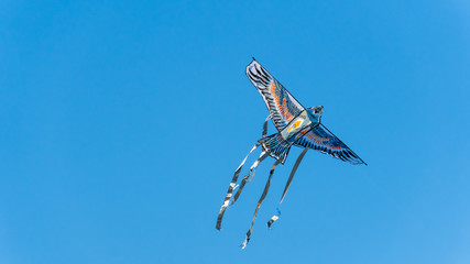 Fototapeta na wymiar bird kite