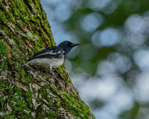 The Oriental Magpie-robin (Copsychus saularis) is a member of the thrush family Turdidae. They are distinctive black and white birds with a long tail that is held upright as they forage on the ground.