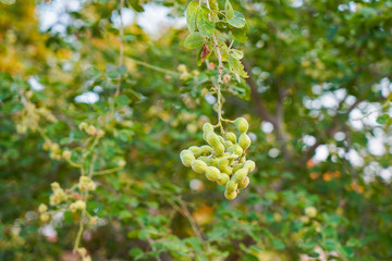 Manila tamarind fruit, Tropical