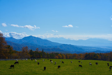 Fototapeta na wymiar fuji mountain and cows in yamanashi, japan