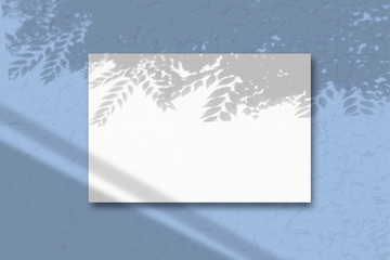 A sheet of white paper on a blue background. Mockup with overlay of plant shadows . Natural light casts the shadow of field plants and flowers from above