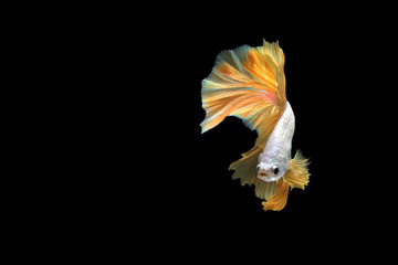 Fototapeta na wymiar The movement of beautiful Thai fighting fish.