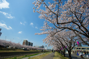 水戸市（茨城　日本）の桜川沿いに満開に咲き誇る桜