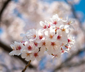 Obraz premium 満開の日本の桜の花（ソメイヨシノ）クローズアップ写真