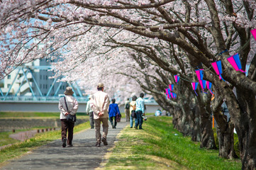 水戸市（茨城　日本）の桜川沿いに満開に咲き誇る桜