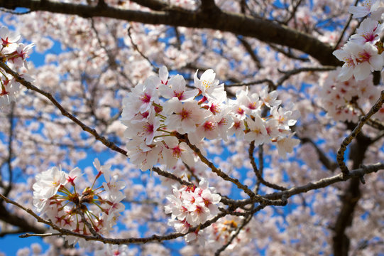 満開の日本の桜の花（ソメイヨシノ）クローズアップ写真