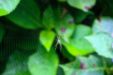 蜘蛛と蜘蛛の巣のクローズアップ写真