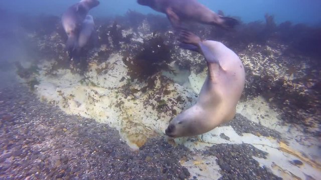 Sea lions swimming underwater in Puerto Madryn, Patagonia, Argentina