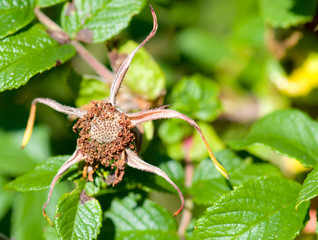 A dead wild rose. All the petals are missing, and it looks like a starfish. Bright sunny day.