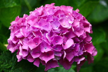 紫色のアジサイの花のクローズアップ写真