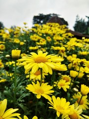 field of yellow flowers