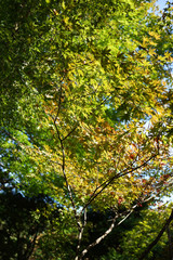 秋の気配が漂う庭