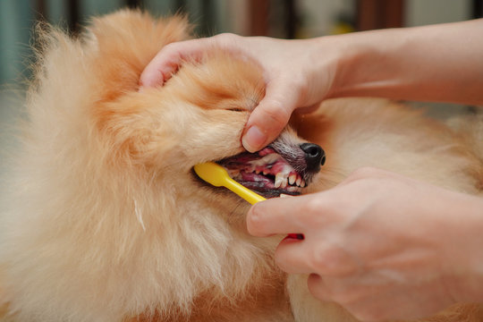 close up on pet, small dog breed for pomeranian, it lying down on the granite floor and owner brush pet teeth