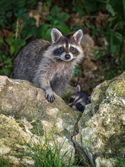 Mother and baby raccoon in my backyard peering over the rock wall