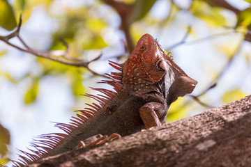 Green iguana, great reptile of the rainforest of the Pacific of Costa Rica.
