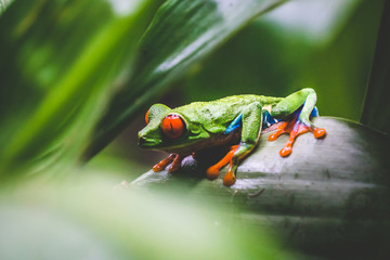 Red-eyed tree frog sitting on a leaf