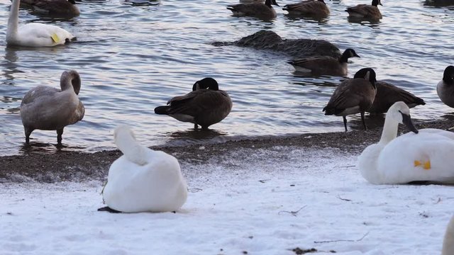 Water birds including tagged trumpeter swans, ducks and Canada geese,  spend winter on the snow covered beach on the north shore of Lake Ontario, Canada