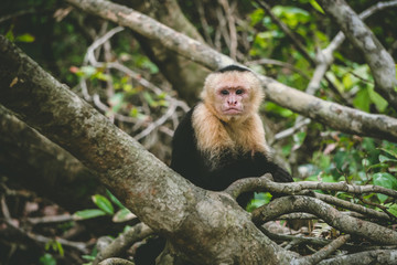 Capuchin monkey sitting on a tree