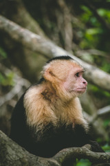 Capuchin monkey sitting on a tree