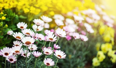 field of wild flowers