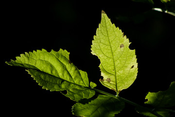 Leaves