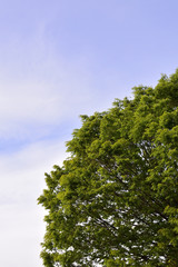 Green tree with copy space of sky