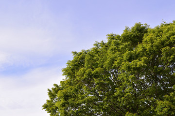 Green tree with copy space of sky