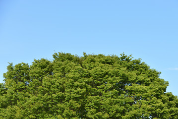 Green tree with copy space of sky