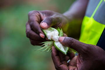 woman holding a cotton flower
