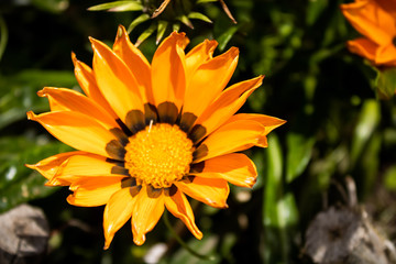 yellow flower of calendula