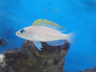 caudo punctatus fish in aquarium