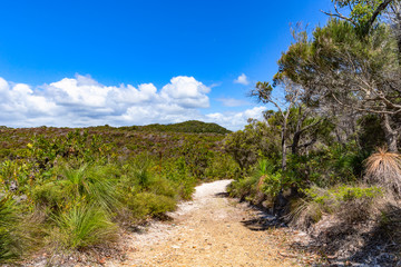 Fototapeta na wymiar A sandy hiking trail through the forest at clear day Noosa National Park Sunshine Coast, Queensland, Australia.