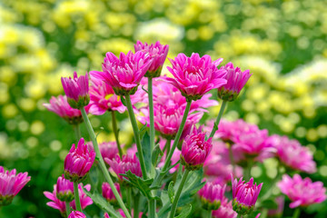 Pink Chrysanthemum flower in the gerden