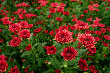 Red chrysanthemum in the garden