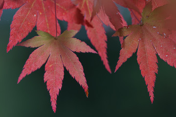 秋になり紅葉している楓の葉