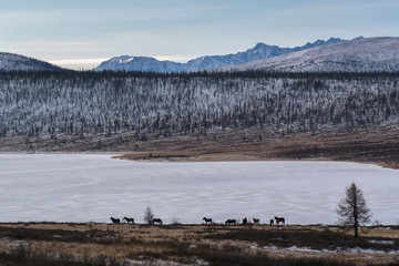 Horses graze on the shore of a frozen lake