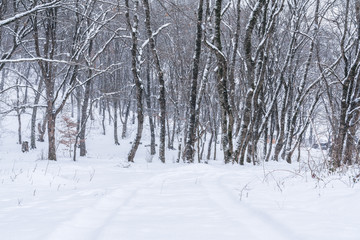 Fototapeta na wymiar Winter mountain forest, snow covered bare trees
