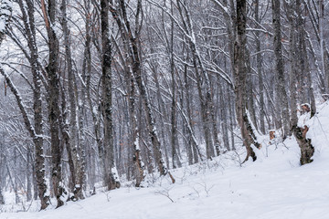Fototapety na wymiar - Fototapeta24.pl