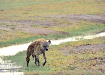 A spotted hyena moves over an open grass-covered landscape with a stream in the background.  (Crocuta crocuta) Amboseli National Park, Kenya.