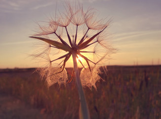 The common dandelion, of ​​high concentration of pollen. Health, possible complications in...