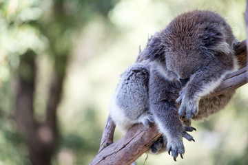 The Australian Koala (Phascularctos cinereous) 	