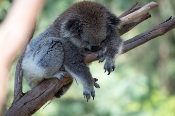 The Australian Koala (Phascularctos cinereous) 	