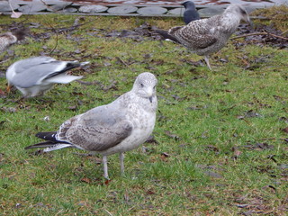 seagull on post