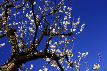 青空を背景に白梅の花が咲く