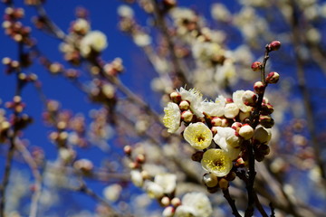 青空を背景に白梅の花が咲く