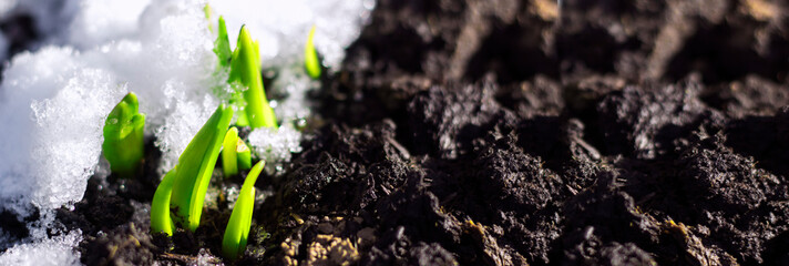 The first spring flower plant sprouts from the earth and snow in the sun. Awakening of nature....