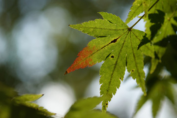 色付き始めた日本楓の葉