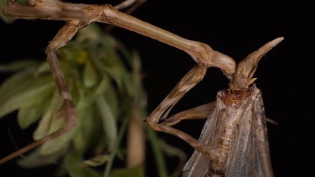Conehead mantis slow motion eat a moth extreme macro eating