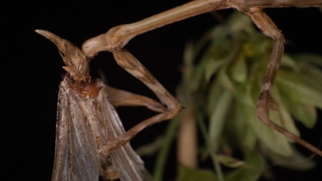 Conehead mantis extreme macro eating a moth black background